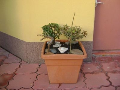 Grup de 3 prebonsai; Cotoneaster dammeri
Pieris japonica
Lonicera sempervirens Dropmore Scarlet
