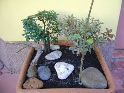 Grup de 3 prebonsai; Cotoneaster dammeri
Pieris japonica
Lonicera sempervirens Dropmore Scarlet
