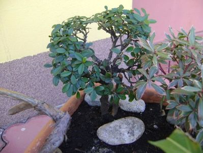 Cotoneaster dammeri