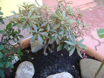 Pieris japonica