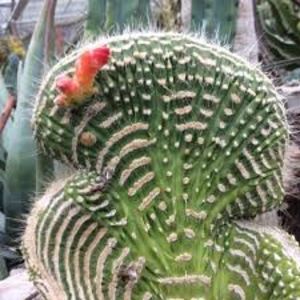 Cleistocactus jujuyensis f monstruoasa crestata