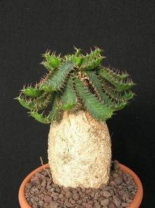 Euphorbia stellata