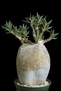 Pachypodium succulentum