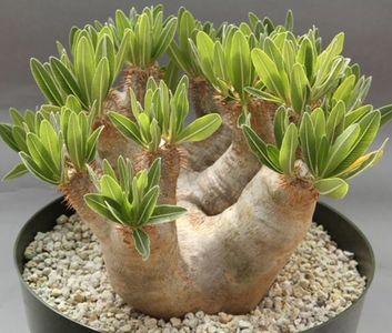 Pachypodium densiflorum var brevicalyx