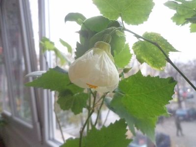 Abutilon