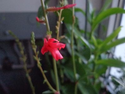 Plumbago indica