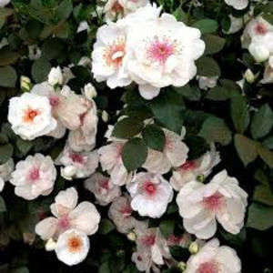 Jacqueline du Pre. (Tufa); Tip-tufa. Producator- Harkness. Parfum-Puternic. Inflorire repetata. Inaltime 130...150 cm.
