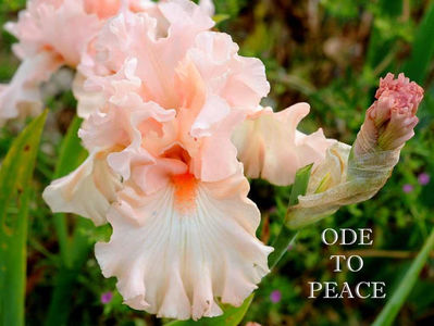 Ode to Peace