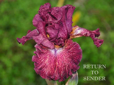 return_to_sender