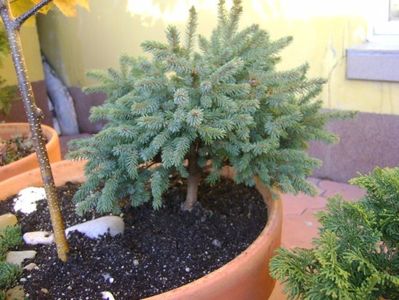 Picea abies "little gem"