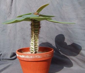 Euphorbia neohumbertii