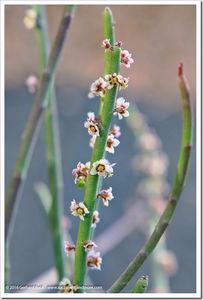 Euphorbia antisyphilitica