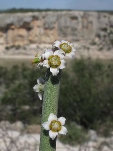 Euphorbia antisyphilitica