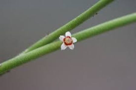 Euphorbia antisyphilitica