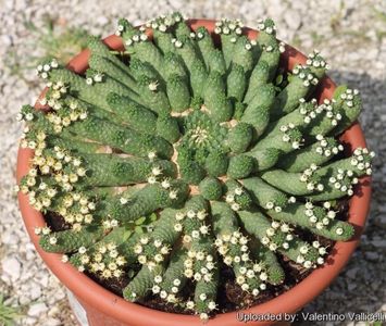 Euphorbia inermis - achizitionata