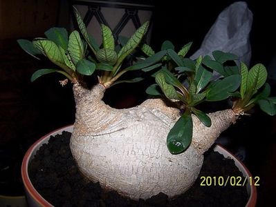 Euphorbia primulifolia