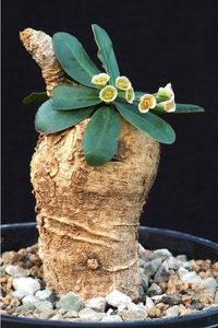 Euphorbia primulifolia