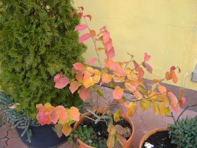 Parrotia persica