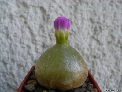 conophytum burgeri