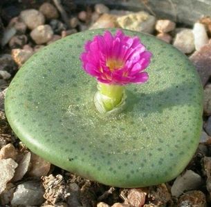 Conophytum taylorianum