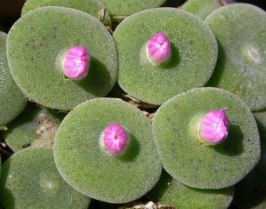 Conophytum taylorianum