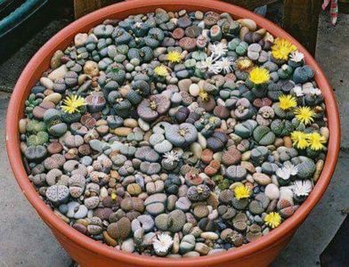 Lithops - diverse varietati