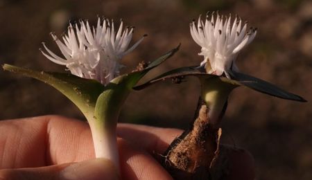 Massonia roggeveldensis