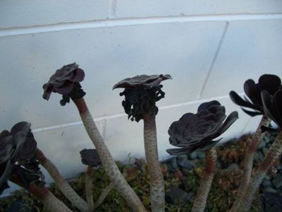 Aeonium schwarzkopf - achizitionat