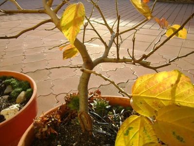 Parrotia persica; 14 dec. 2017
