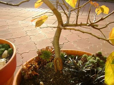 Parrotia persica; 14 dec. 2017
