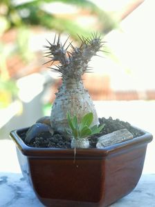 Pachypodium densiflorum & Pachypodium lealii