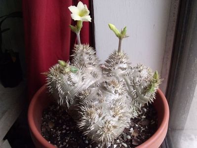 Pachypodium brevicaule leucoxathum