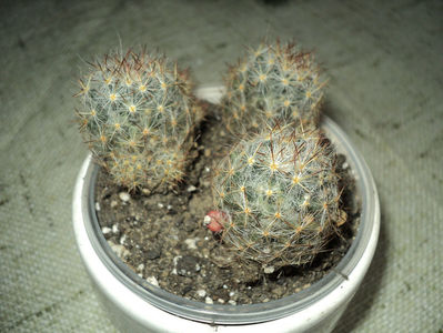 Mammillaria prolifera dec 2017