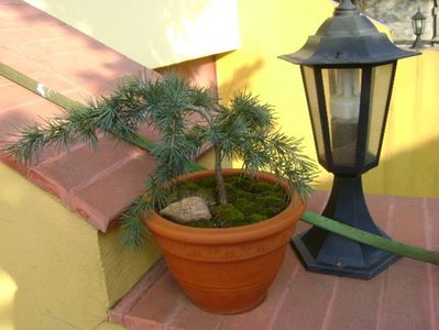 Cedrus deodara "feeling blue"; 21 dec. 2017 - Solstitiul de iarna
