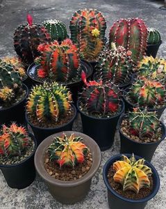 Cactusi clorofildeficitari