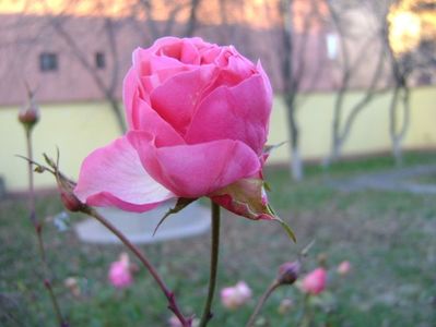 26 dec. 2017 - Craciun: Trandafiri; 26 dec. 2017 - A doua zi de Craciun - 13 grade C
