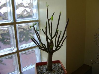 Euphorbia umbellata (Synadenium grantii); Revelion 2017
