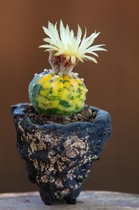 Astrophytum asterias variegata