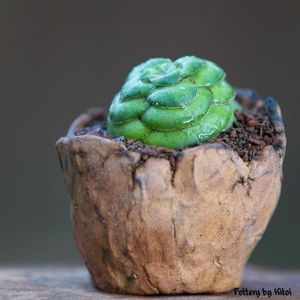 Kitoi: Crassula hemisphaerica