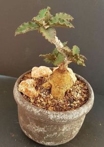 Euphorbia suzannae-marnierae - achizitionata