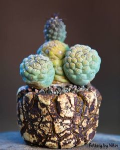 Kitoi: Tephrocactus geometricus