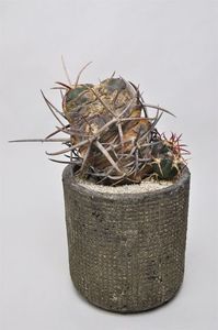 Thelocactus hexaedrophorus v. major f. monstrosa