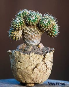 Kitoi: Turbinicarpus schmiedickeanus ssp. andersonii