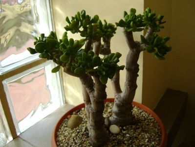 Crassula ovata hobbit