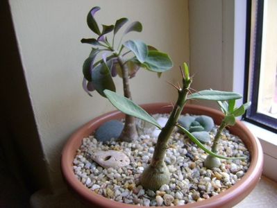 Pachypodium suculentum  & Pachypodium bispinosum  & Othonna triplinervia
