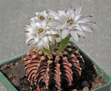 Gymnocalycium friedrichii LB 2178 Agua Dulce