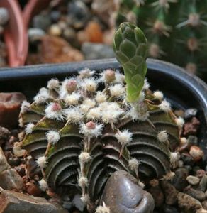 Gymnocalycium friedrichii LB 2178 Agua Dulce