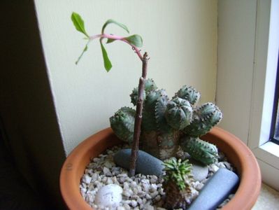 Talinum paniculatum & Euphorbia pseudoglobosa