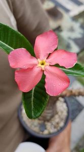 Pachypodium baronii ssp. windsorii - achizitionata