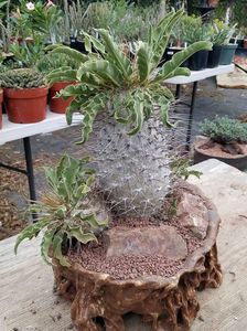 Pachypodium namaquanum